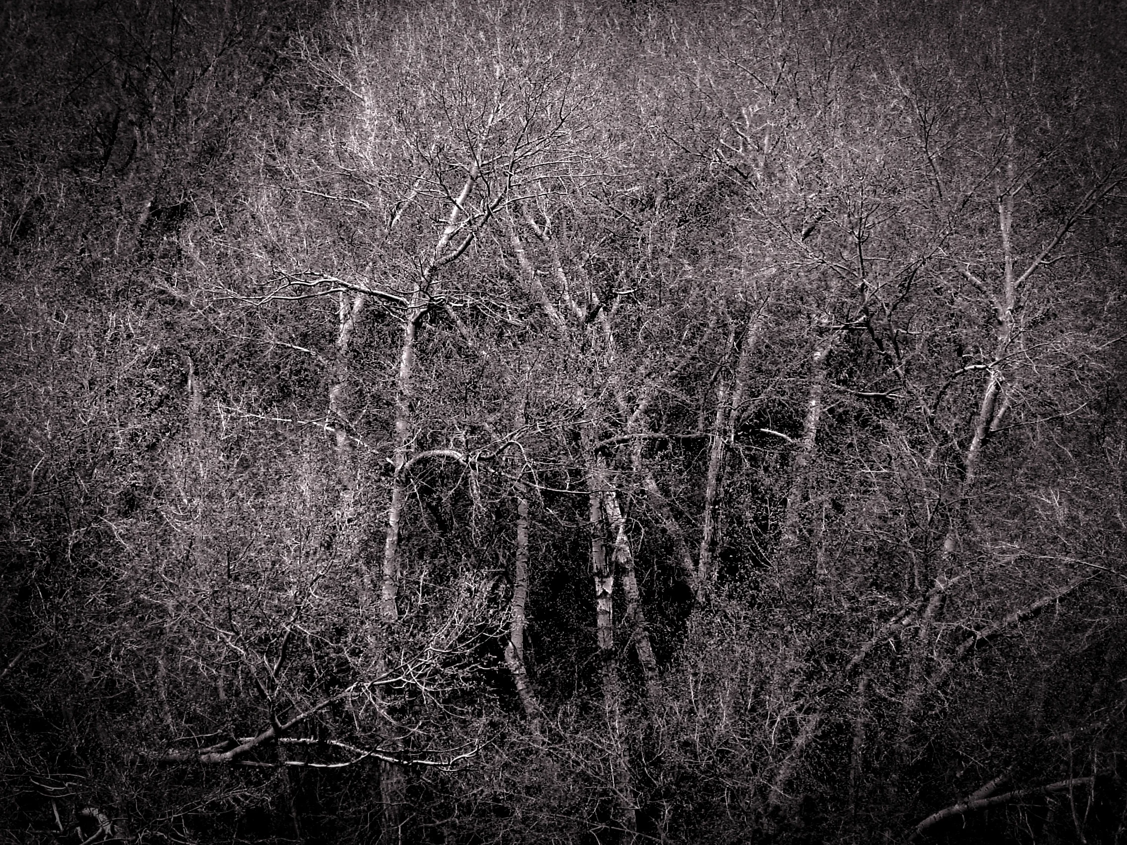 lost garden-09