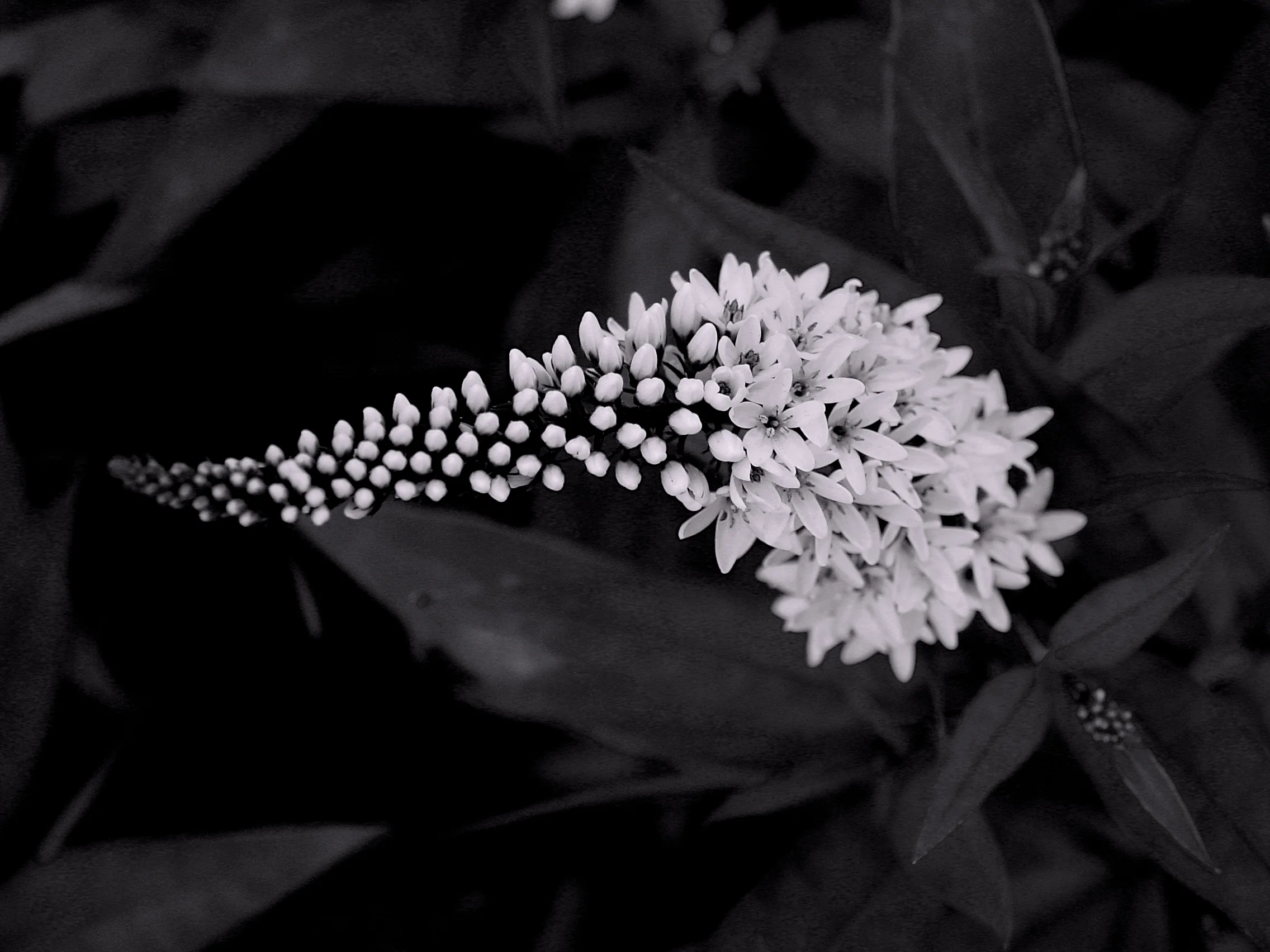 plant-02
