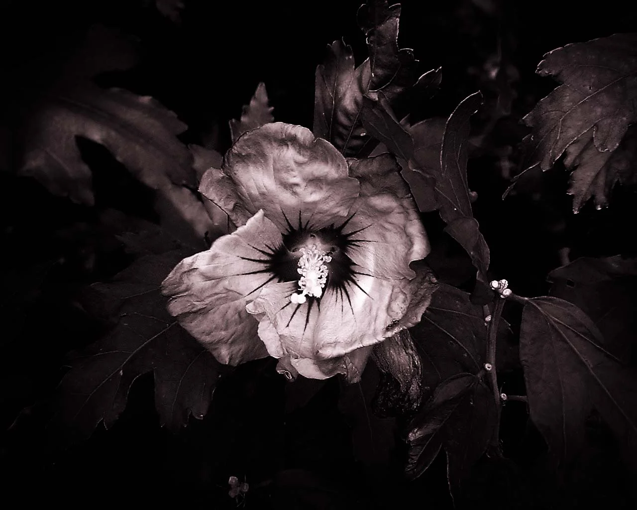 plant-01