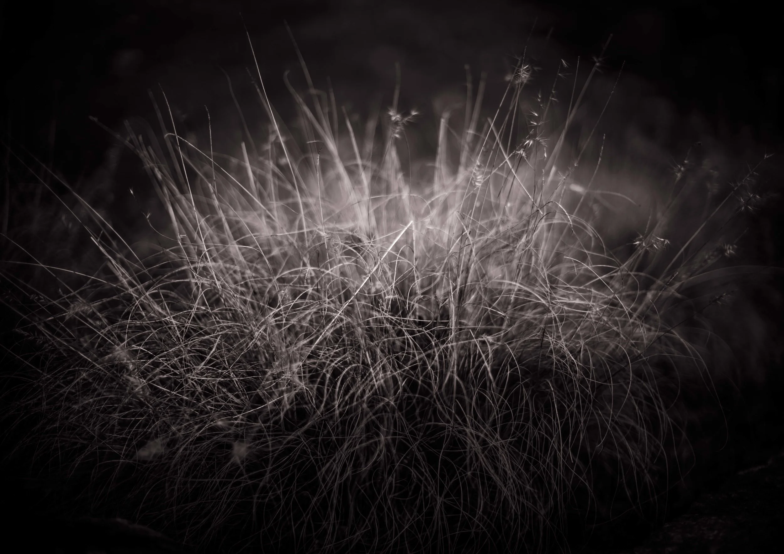 lost garden-08