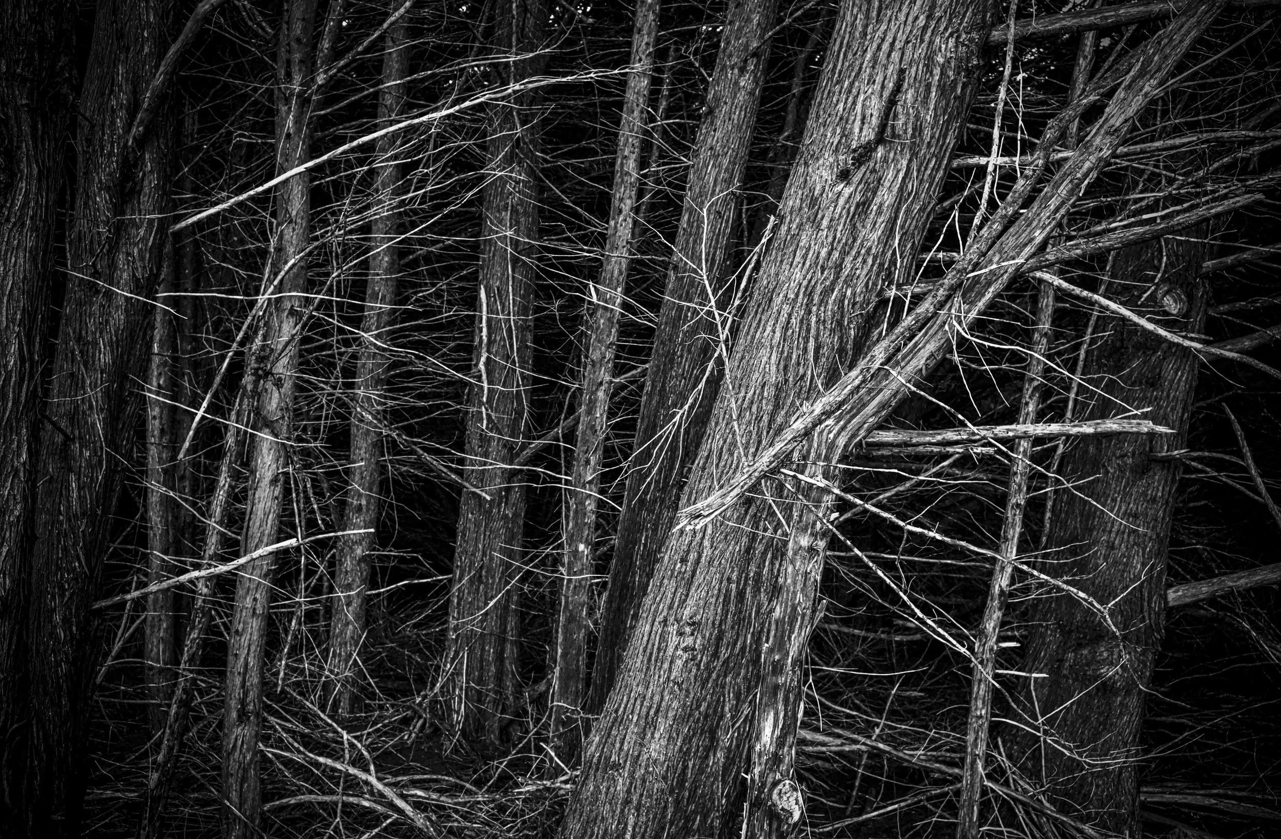muir woods