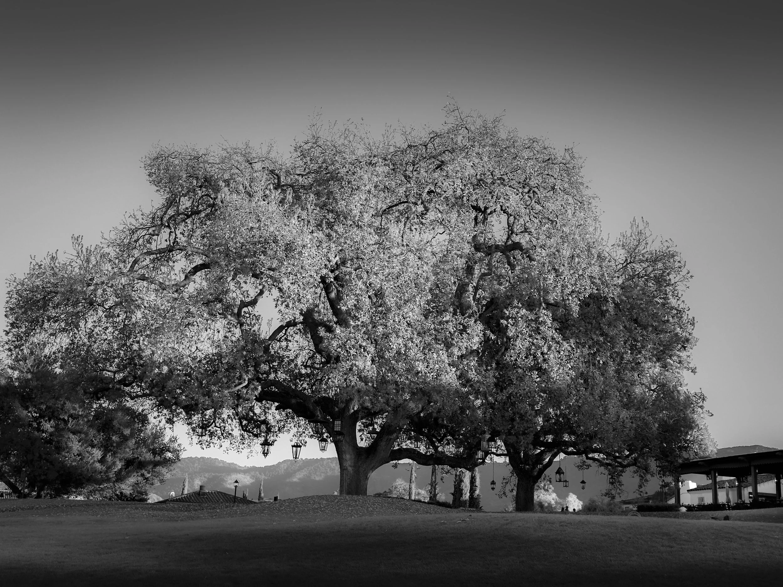 ojai-07