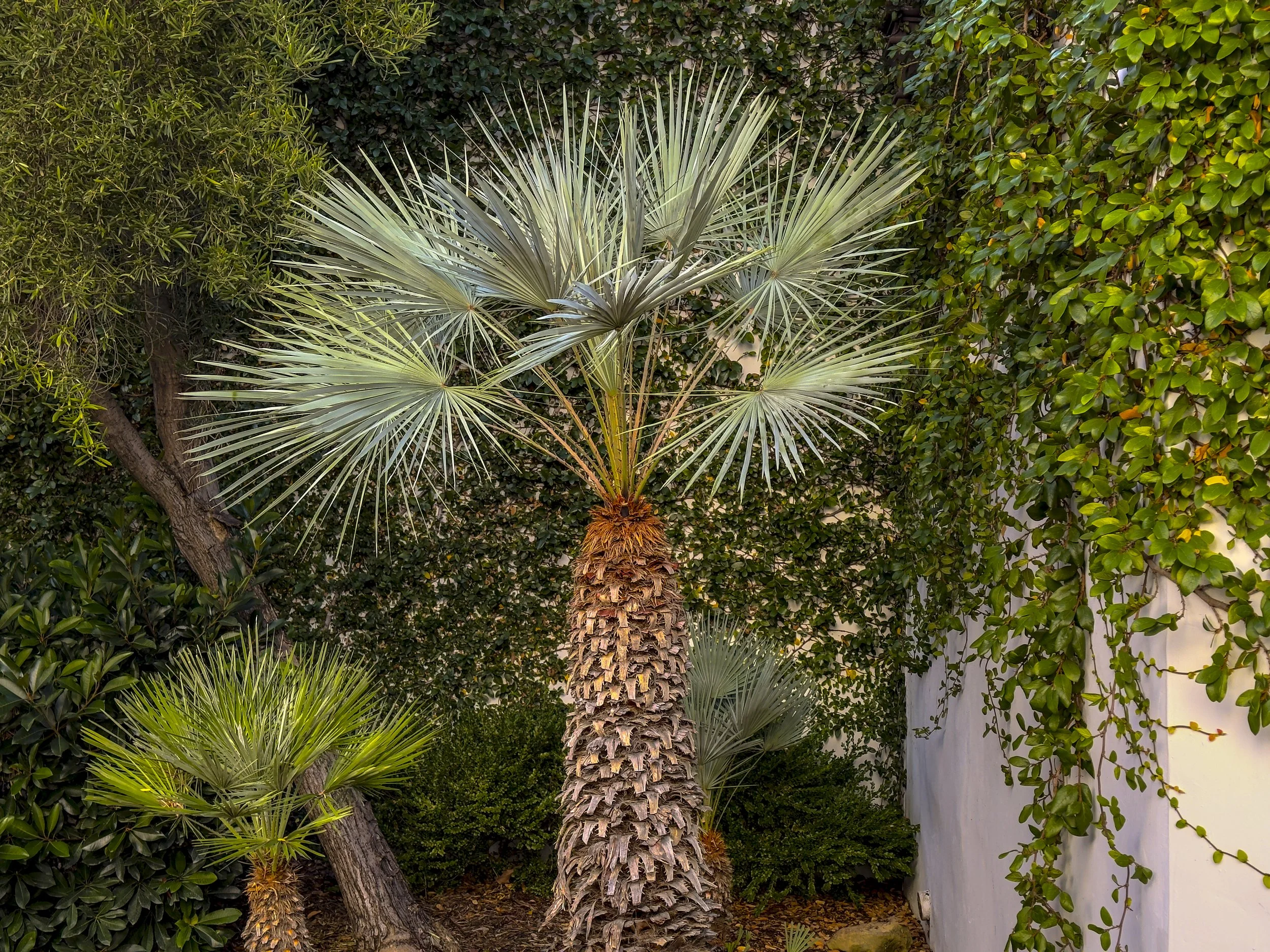 ojai-12
