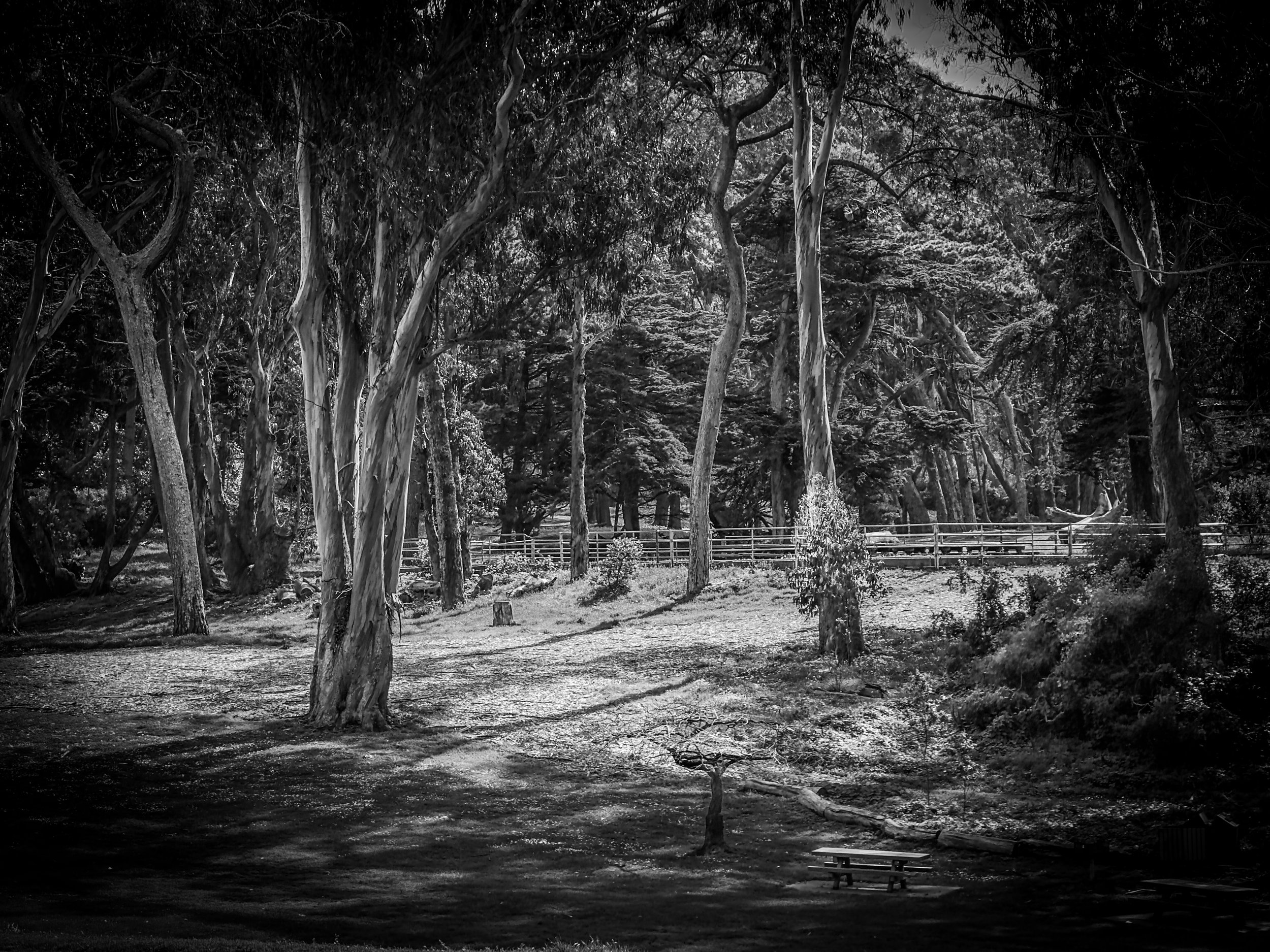 2026 SAN FRAN WEEKEND - 1 of 7 (1).jpg