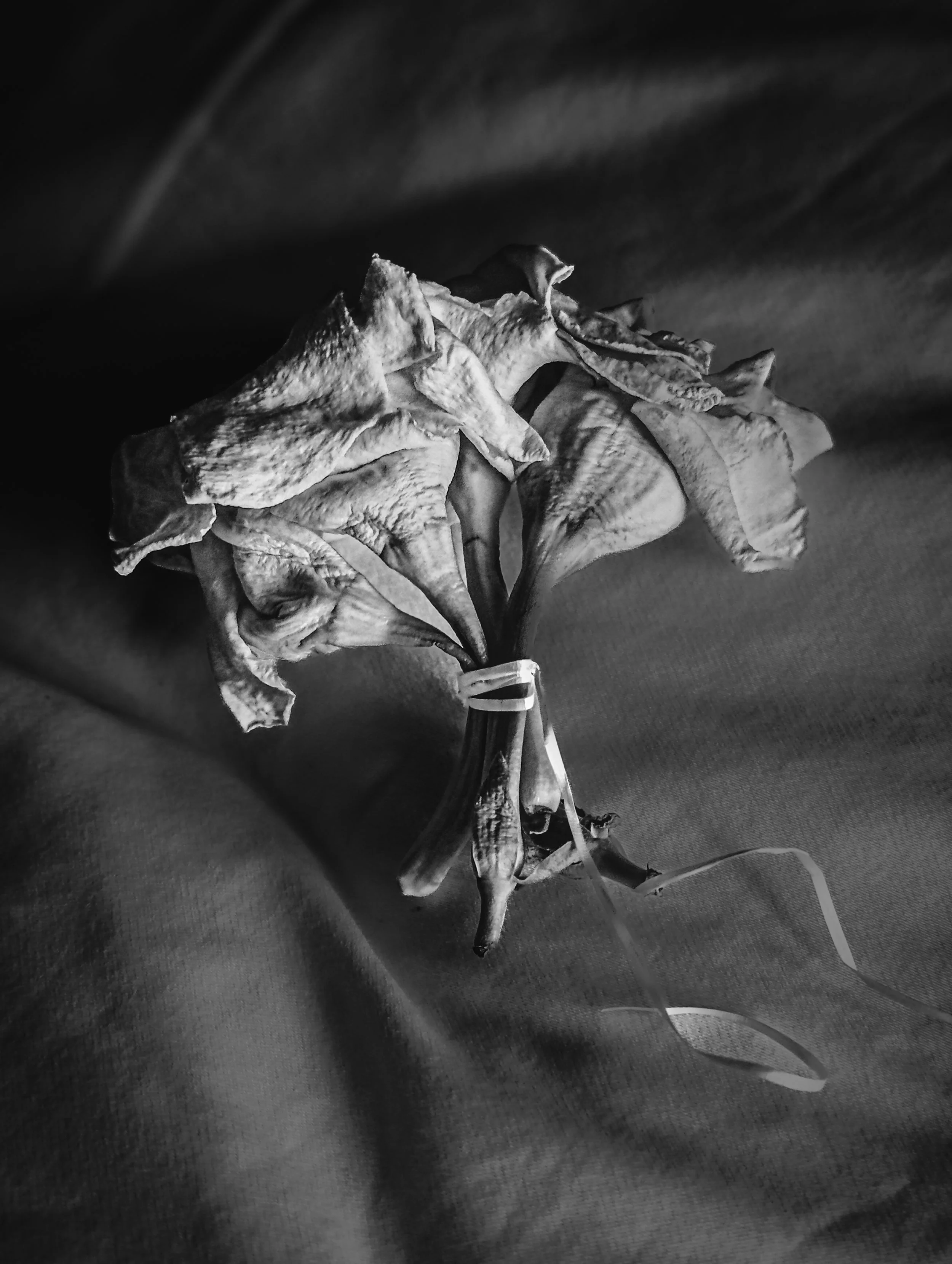 plant-21