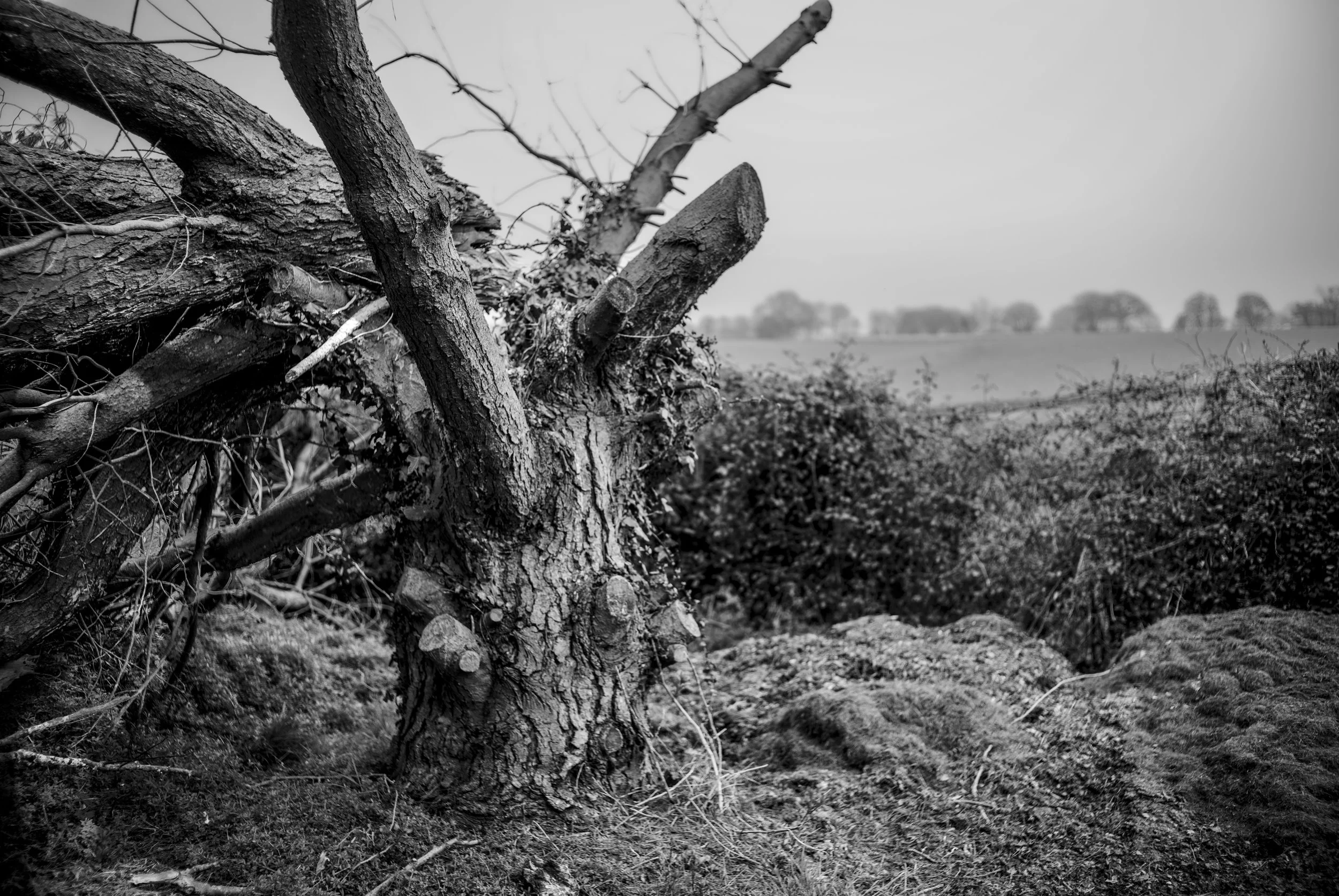 udimore-38