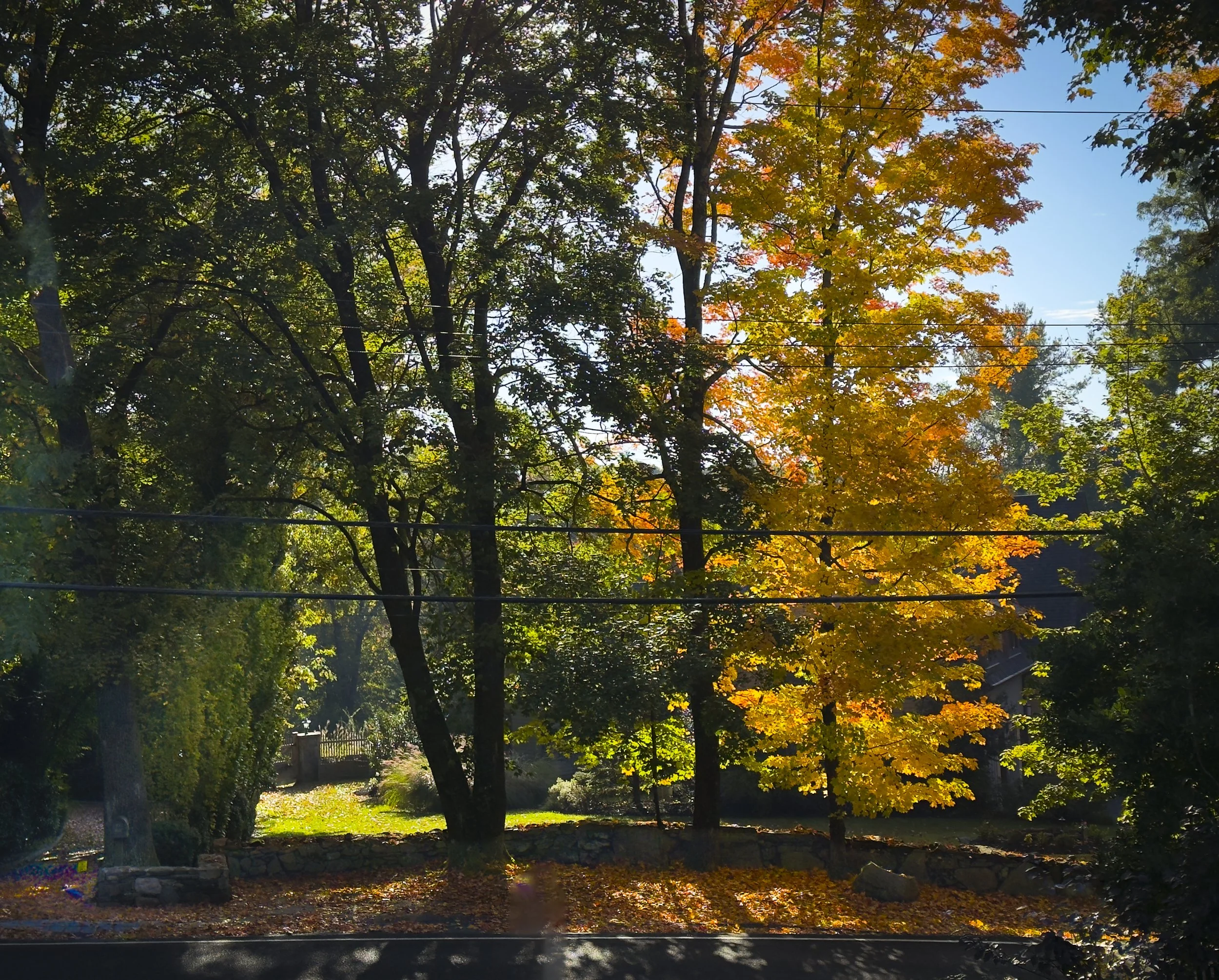 hardscrabble wood-14