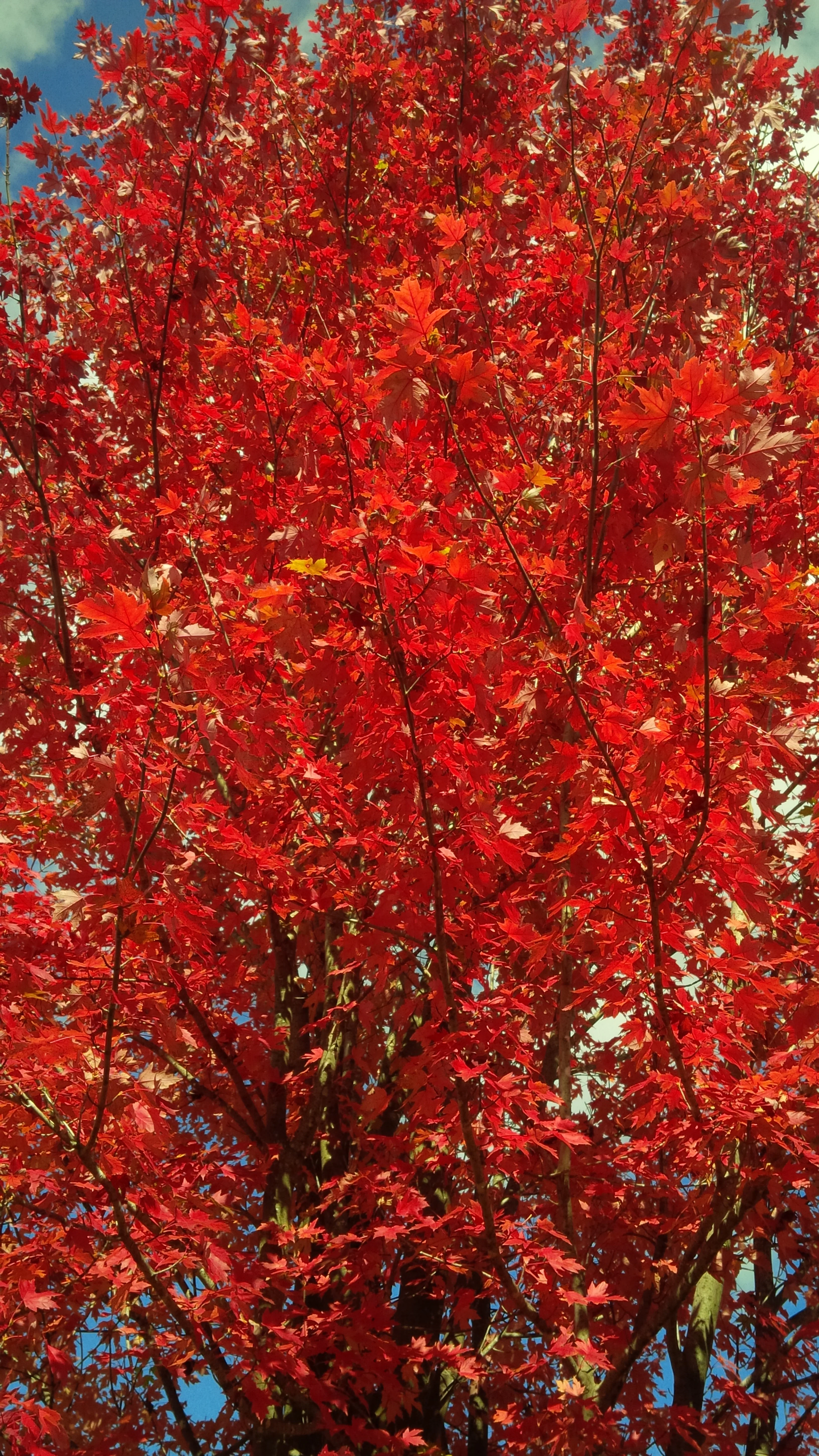 IMG_00000524.jpg
