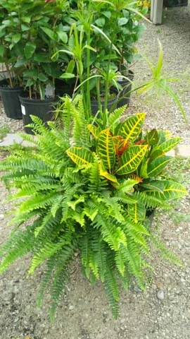 IMG_00000033.jpg