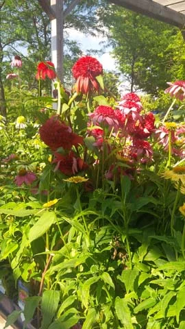 IMG_00000198.jpg