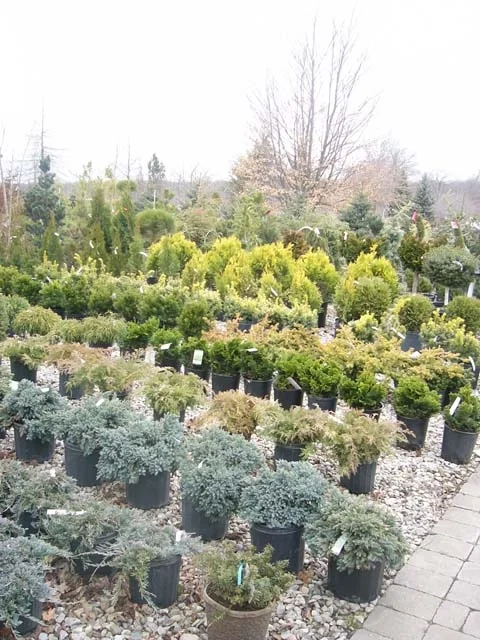 garden centre.jpg