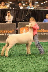 Houston 2013 SD three quarter.jpg