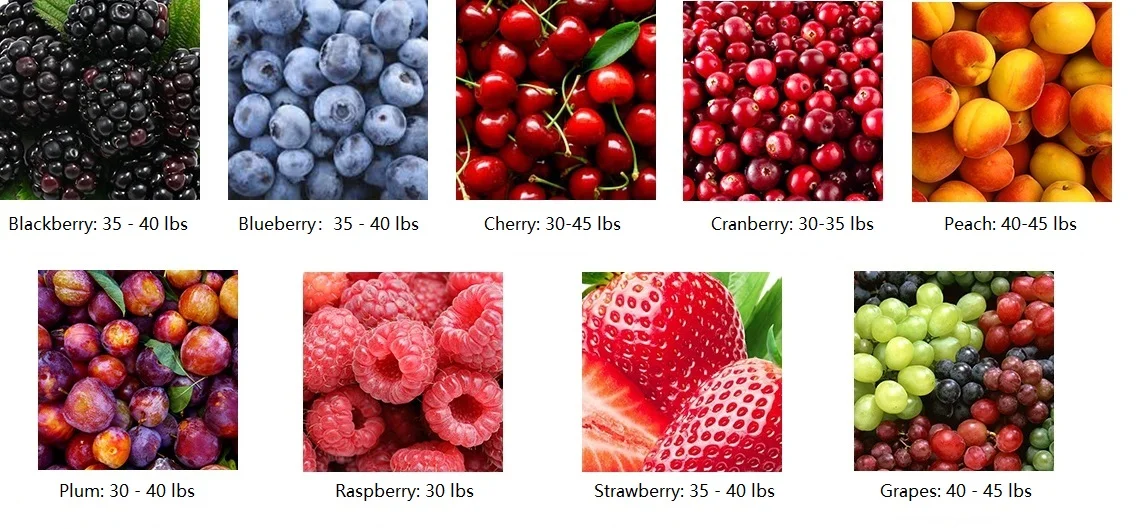 All fruit can be fresh or frozen, pits and stems must be removed prior to bringing them in.