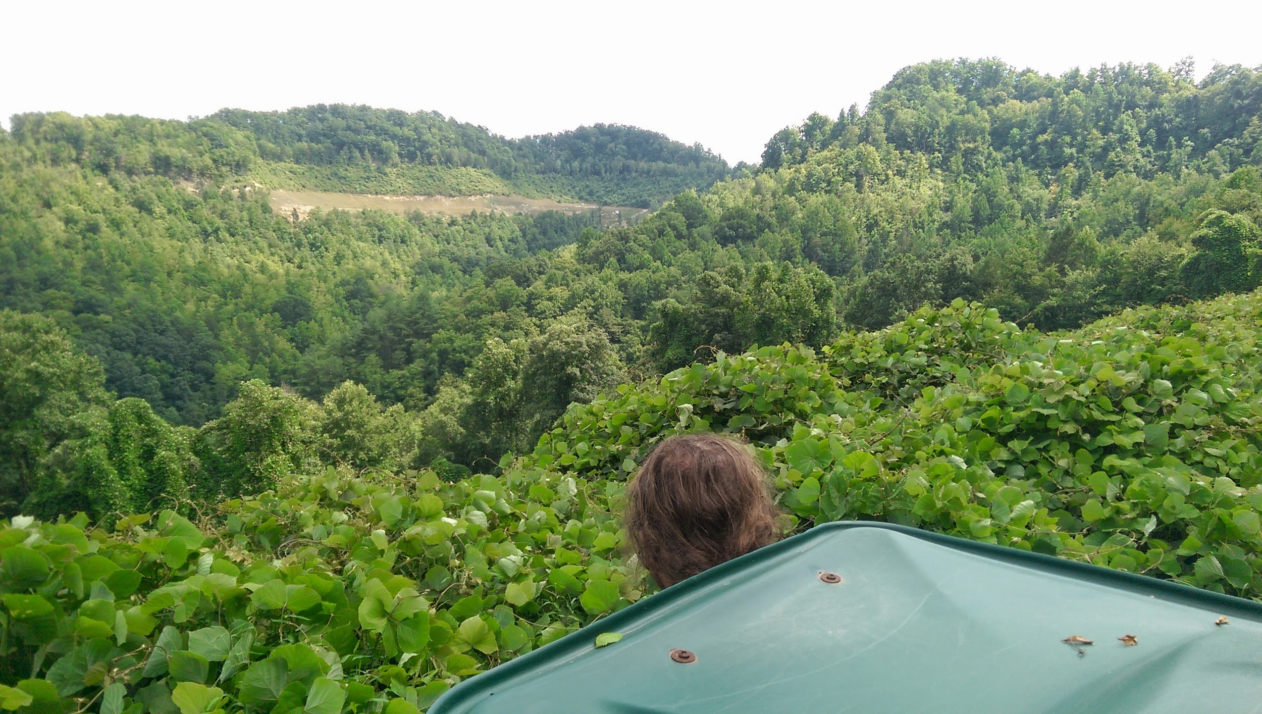 A kudzu vine covered hill side overlooking the Browns Fork section of Hazard, KY . Photo by: Gerry Seavo