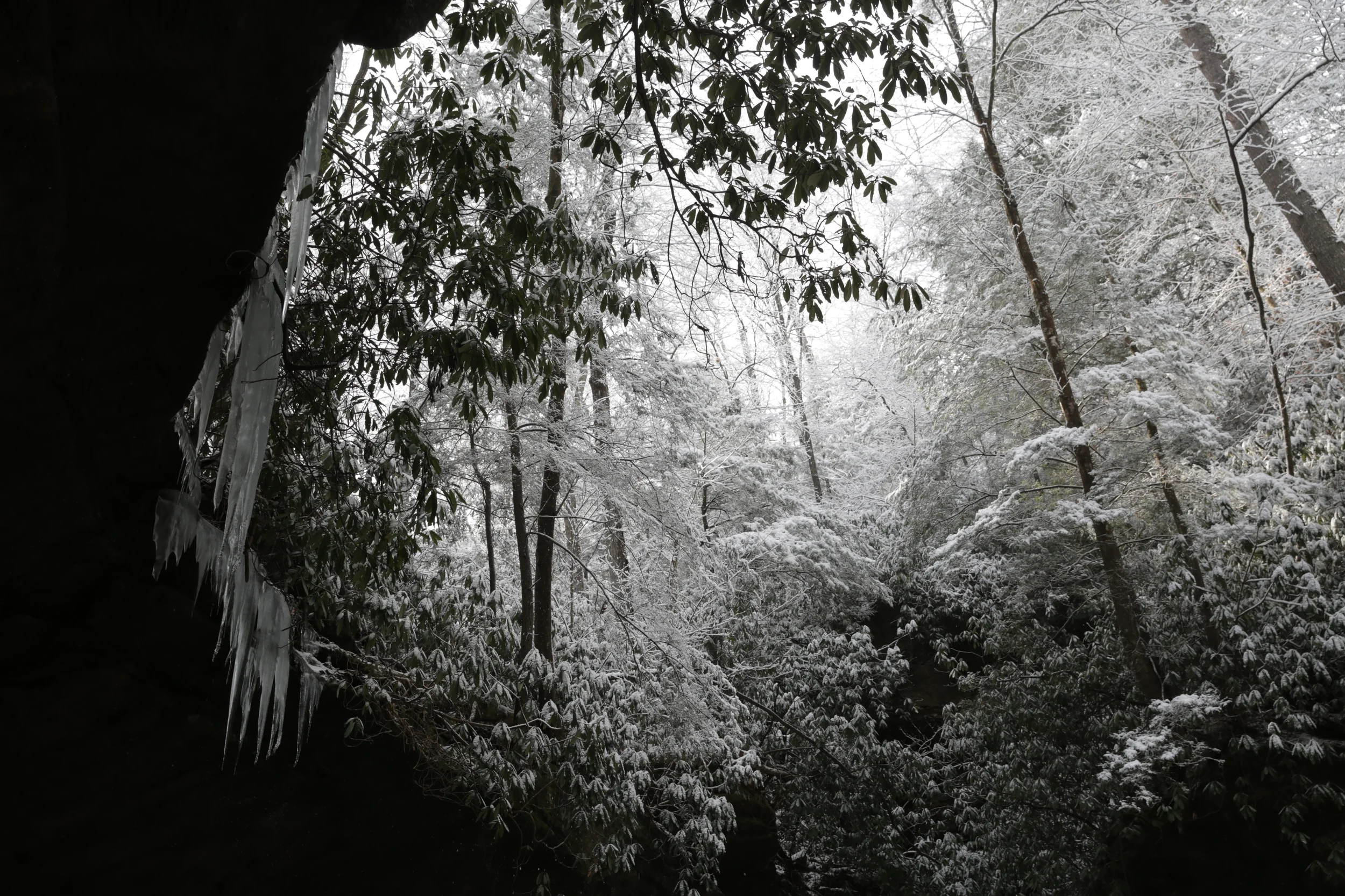 Trees growing tall just above our heads. From certain views, it almost felt as if you were dug down into a huge hole. Photo by Nate Spicer