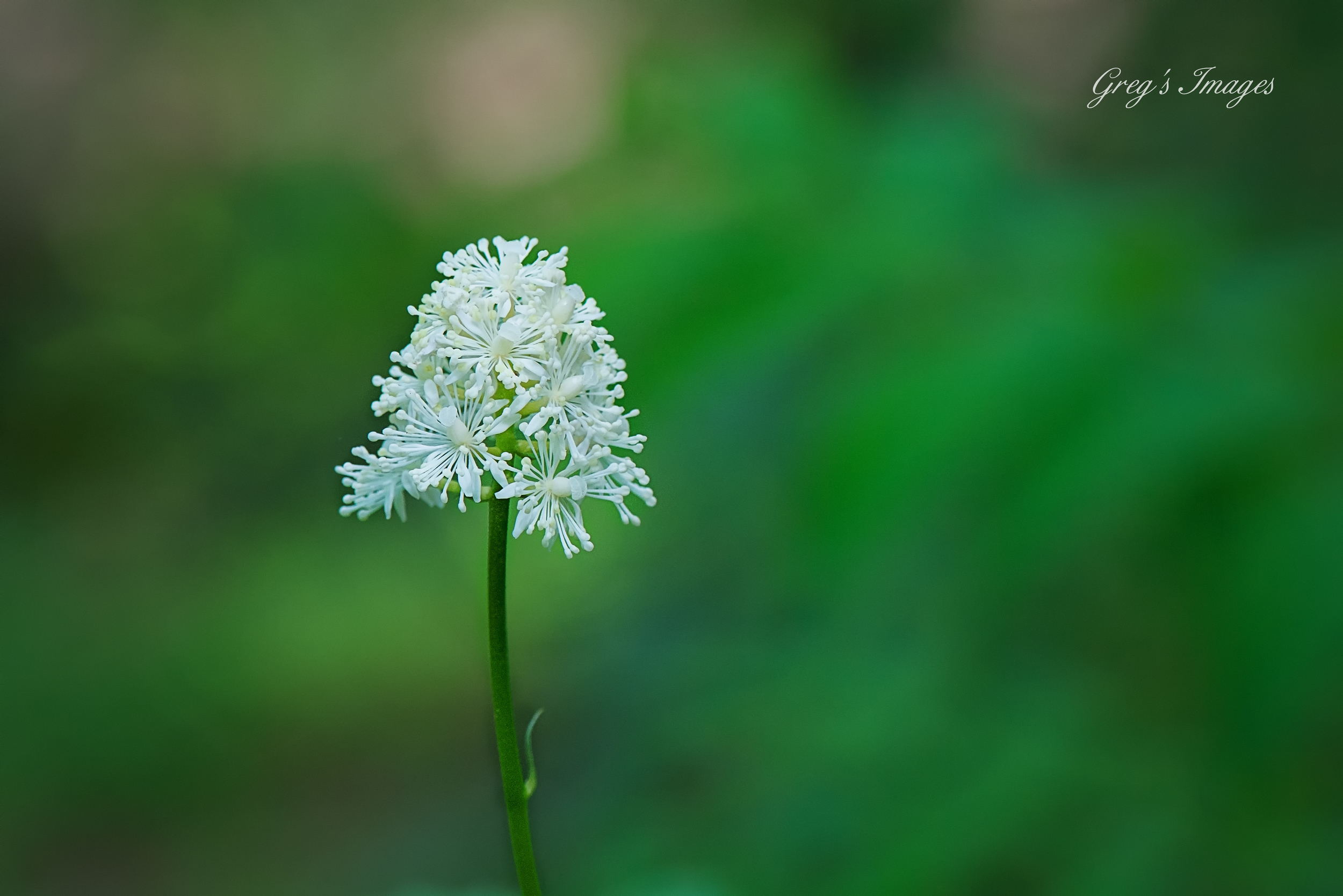 White Baneberry found along the trail at Yahoo Falls.