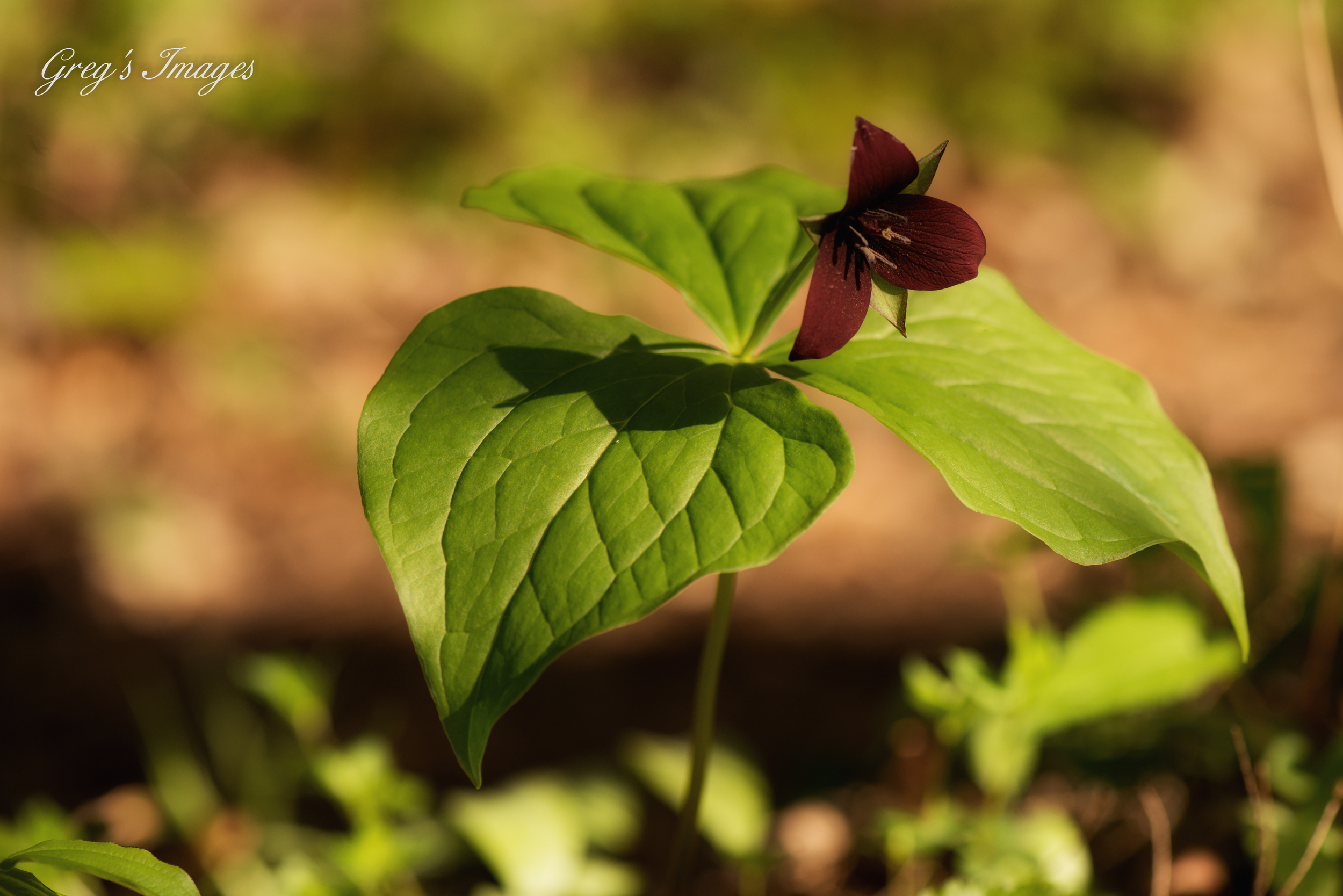 Red Trillium found during the spring wildflower bloom at Yahoo Falls.