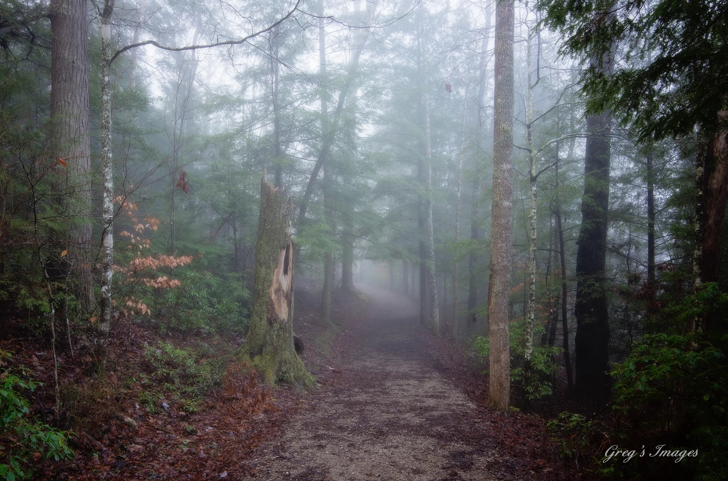 The trail at Yahoo Falls in the morning mist.