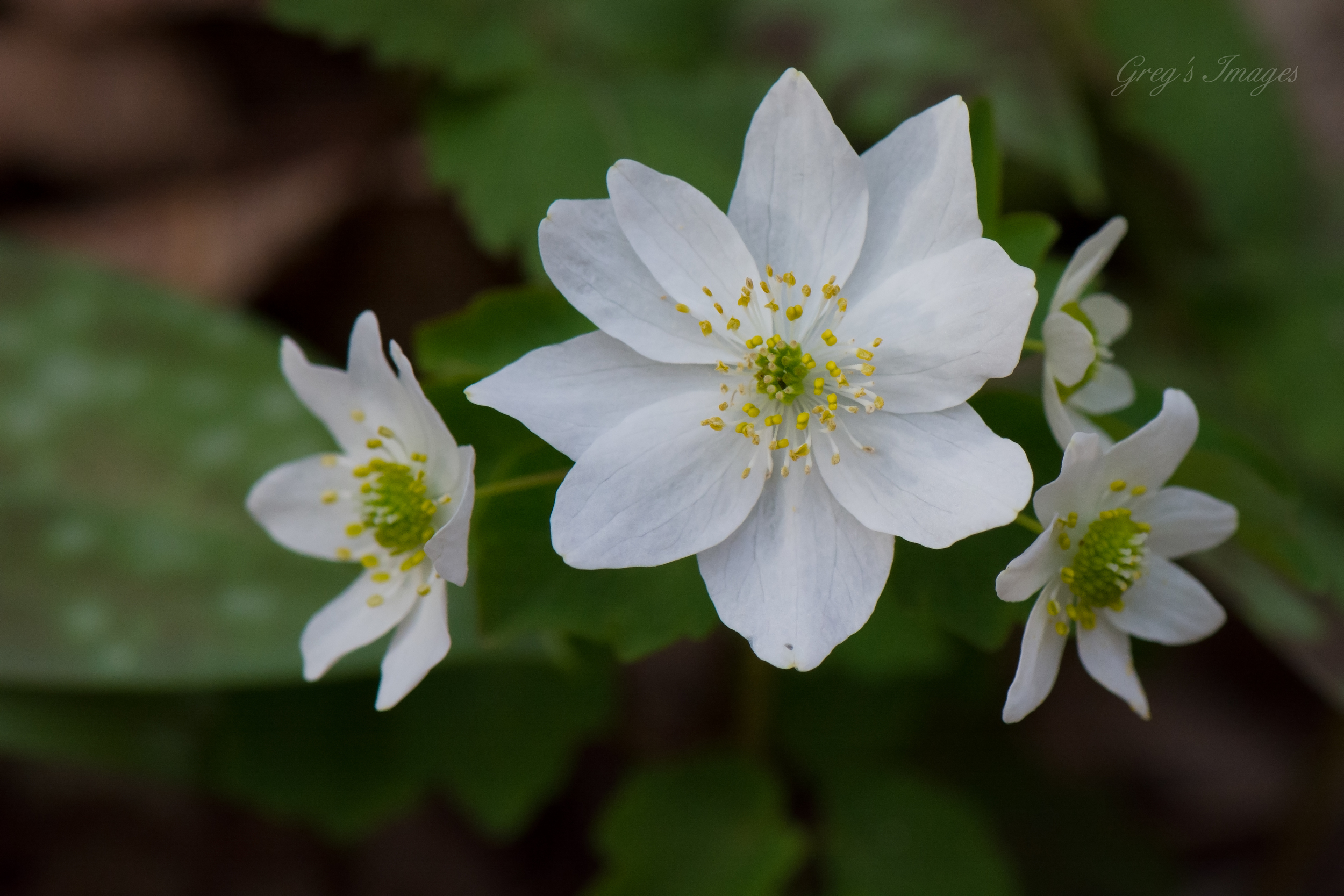 Rue Anemone found along the trail at Yahoo Falls during the spring wildflower bloom.