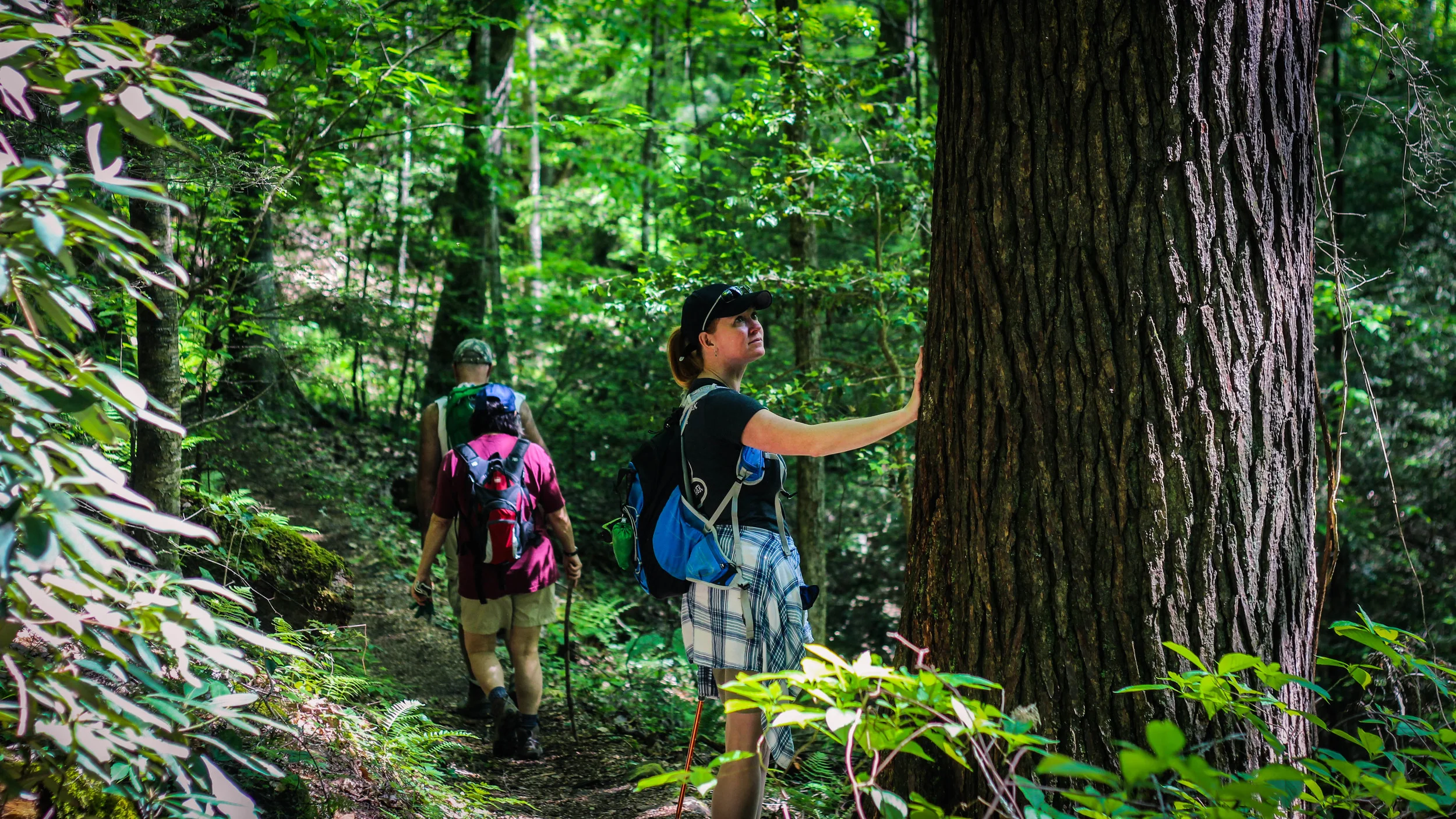 The author's wife, Melinda Walker taking in the beauty of a massive Hemlock tree off the Yahoo Falls Trail. Photo: Gerry Seavo James