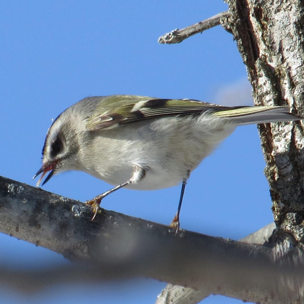 Golden-Crown Kinglet. Photo: Michael Parker
