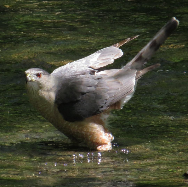 Cooper's Hawk. Photo: Michael Parker