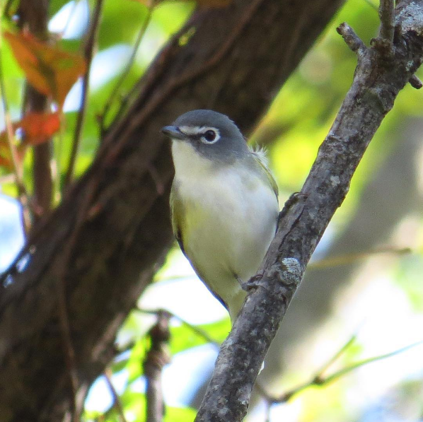 Blue-headed Vireo. Photo: Michael Parker