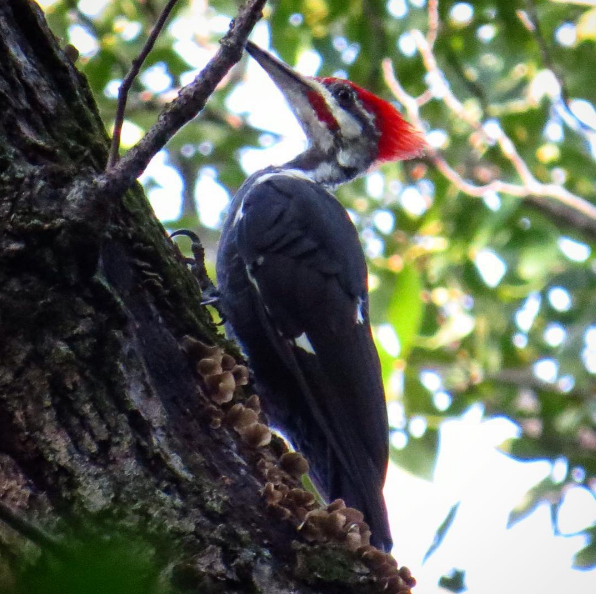 Pileated Woodpecker. Photo: Michael Parker