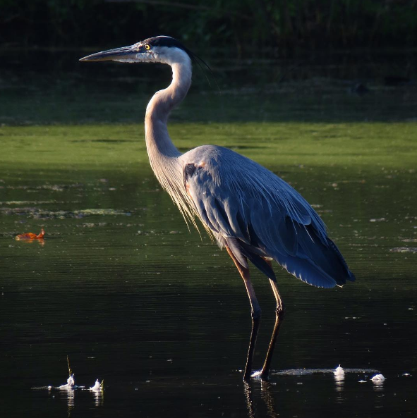 Great Blue Heron. Photo: MIchael Parker