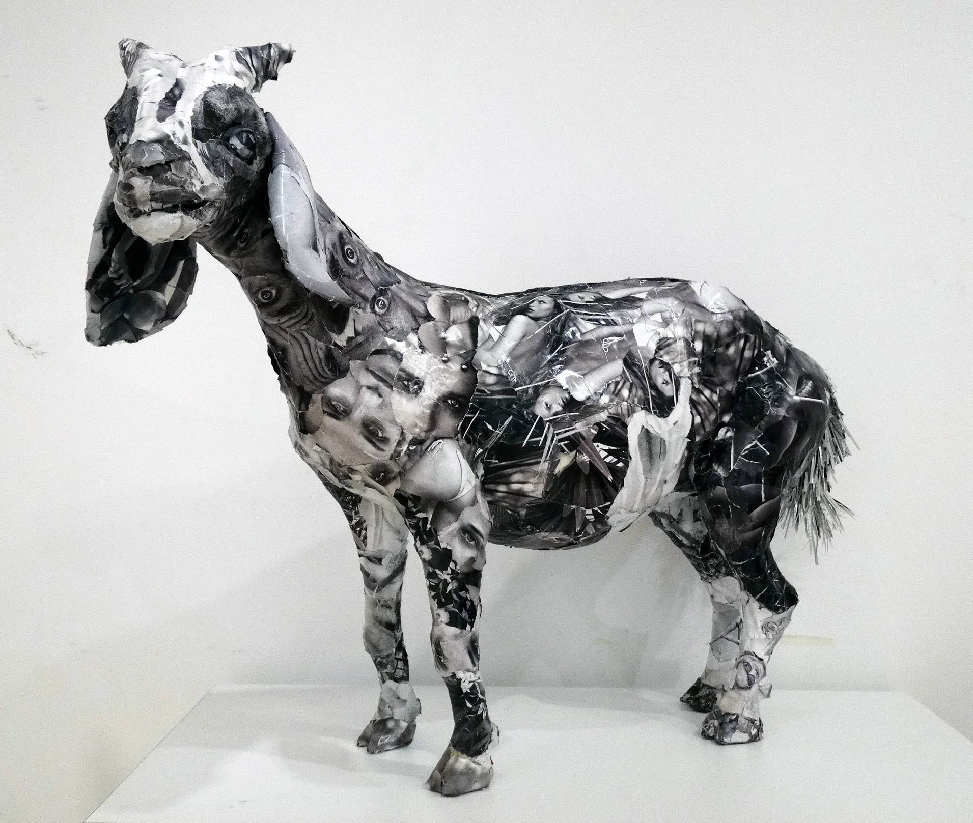 Grey Goat