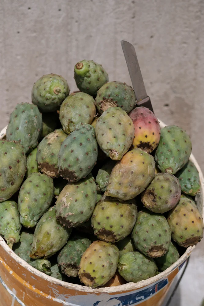 Cactus Fruit
