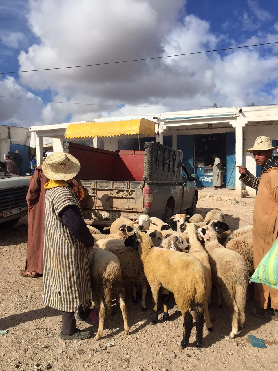 Livestock for sale at the Berber Souk