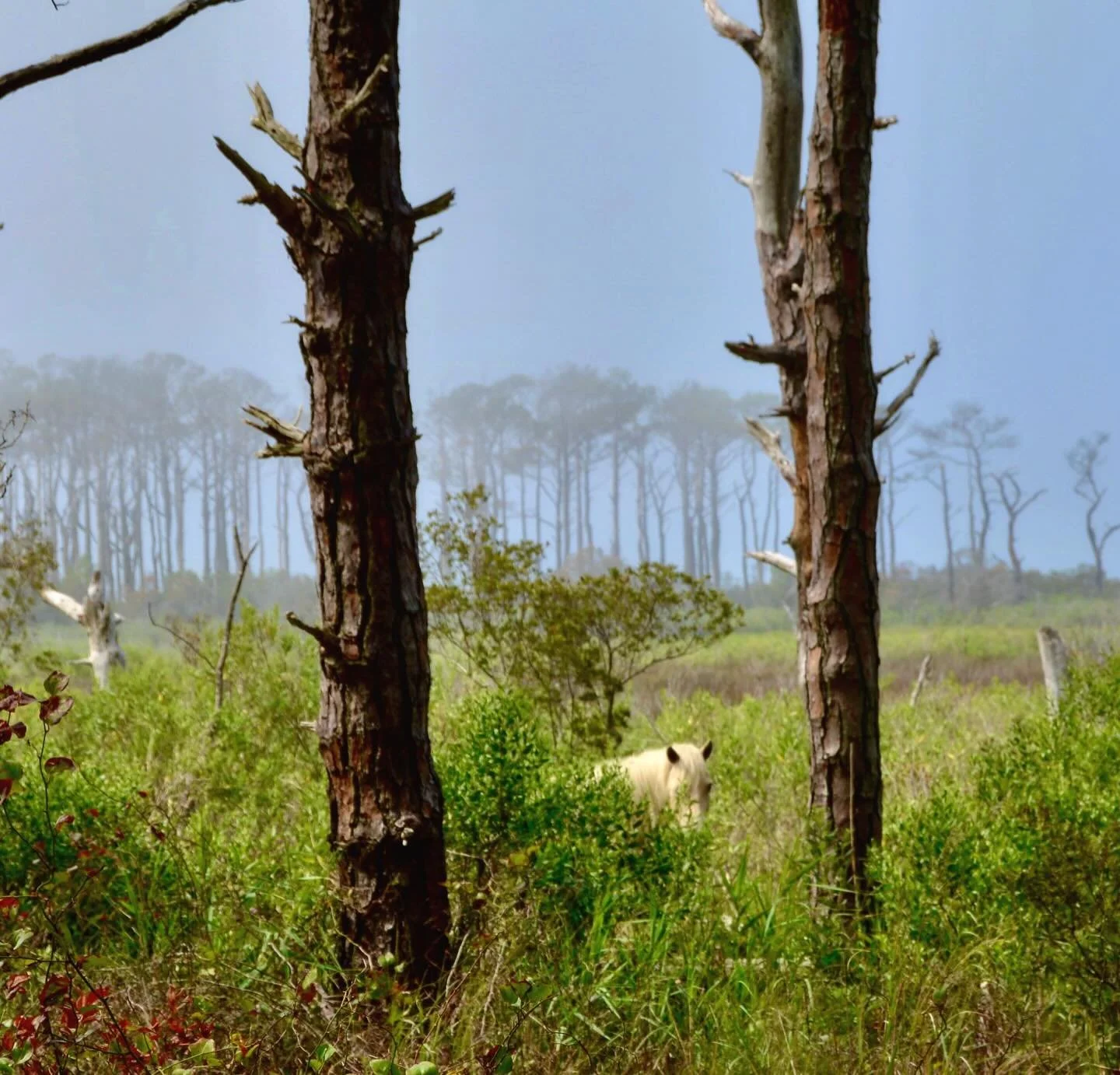 ⠀
&ldquo;Ode to the Year of the Horse&rdquo;