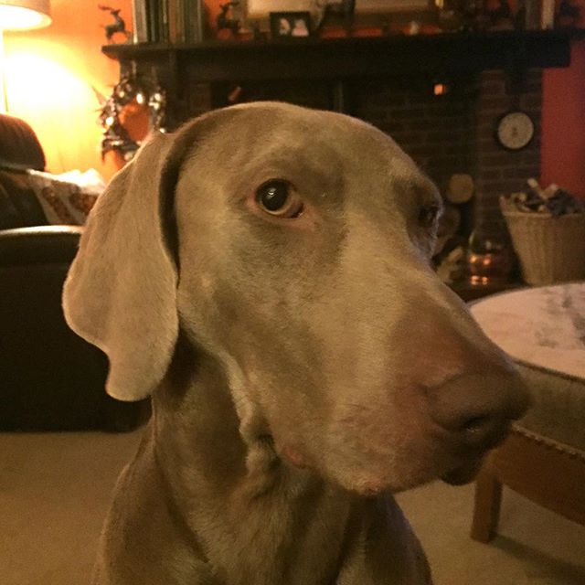Today I smell sweet ! Dad gave me a wash after I rolled in some intestines from an unknown animal. #stinkydog #weimaraner #workingweim #deerdog
