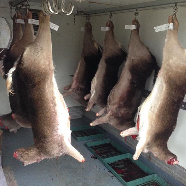 Chiller getting full #deerstalking #deerstalker #freerange