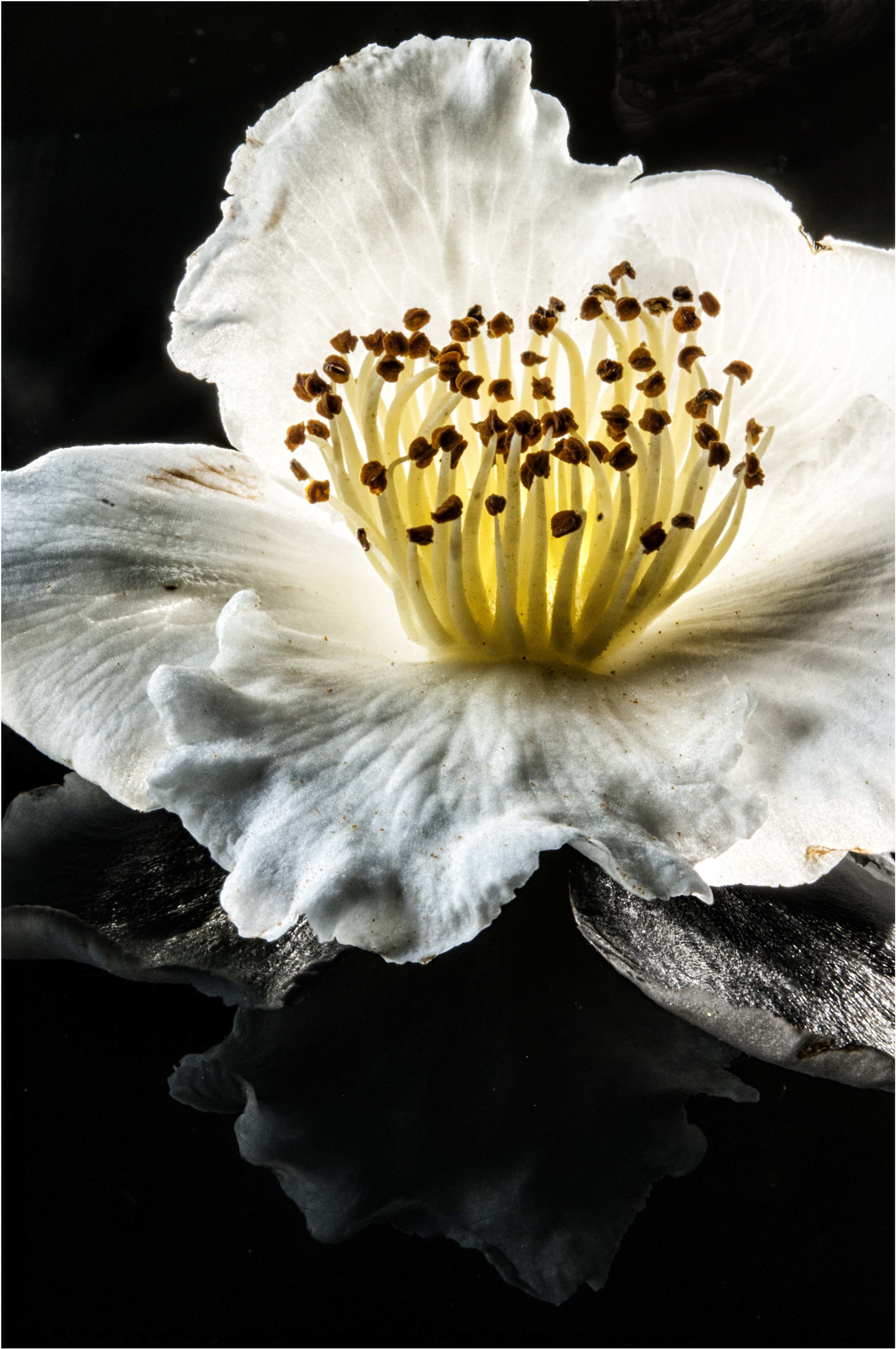 Fallen flower on black plexi
