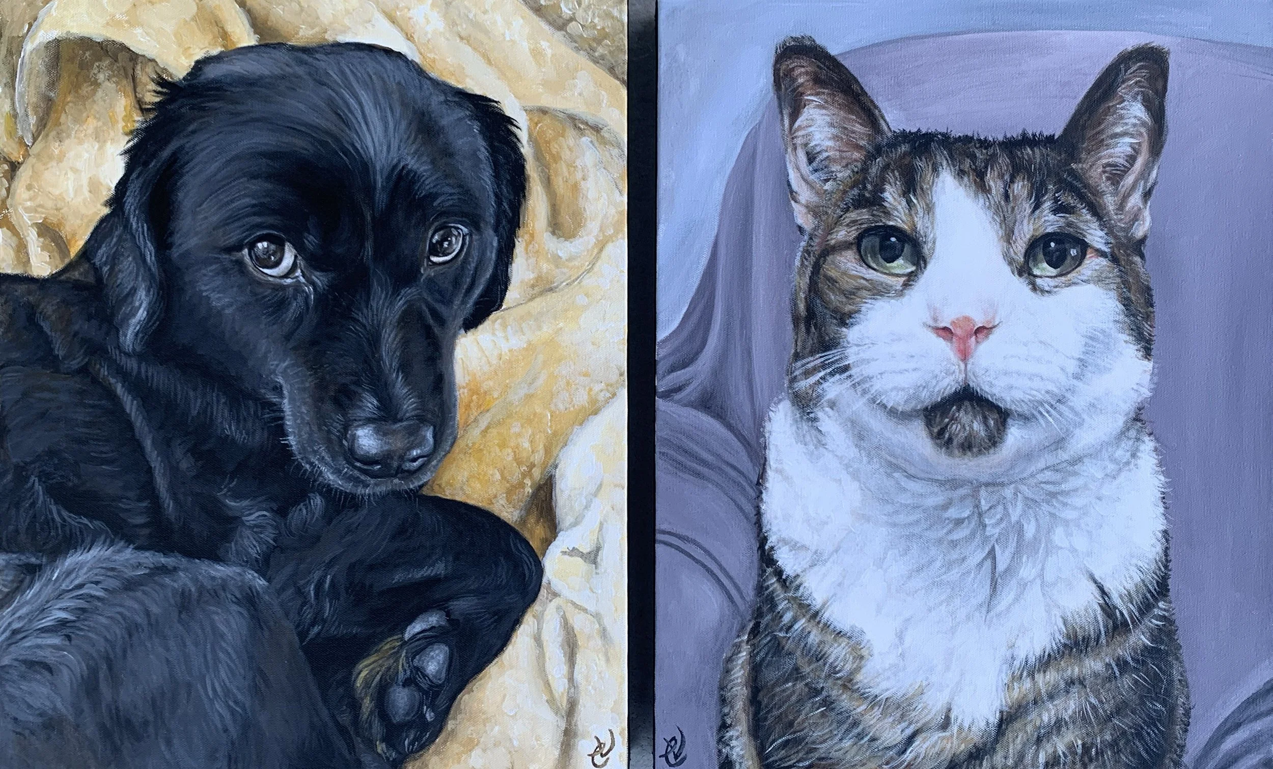 dog and cat.jpg