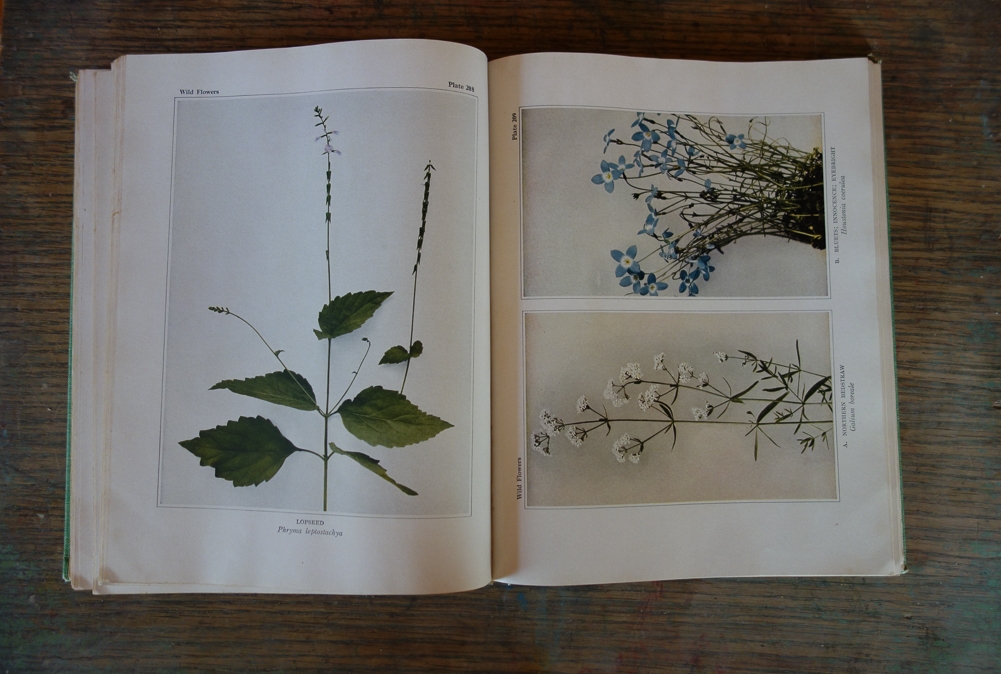 botany book detail
