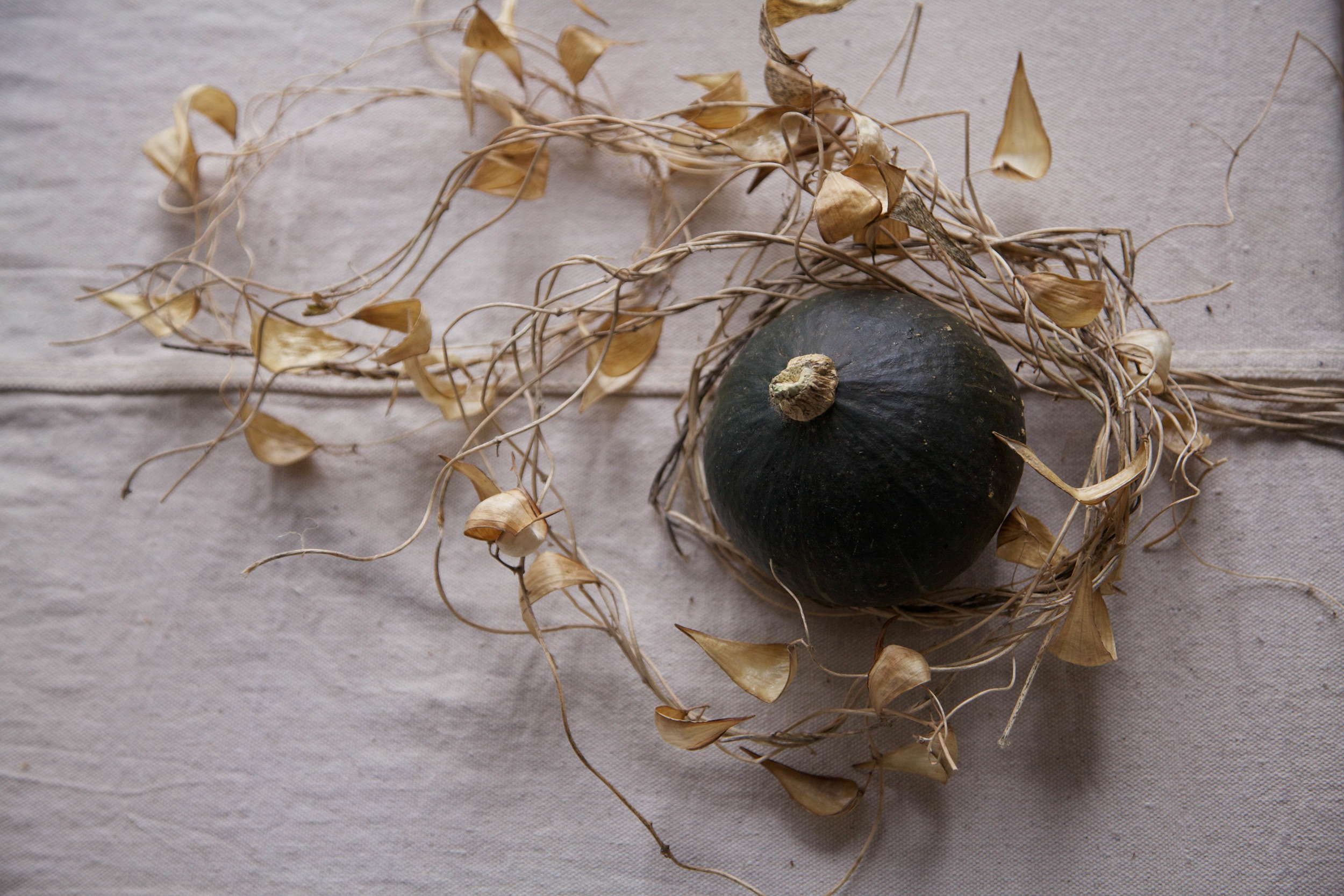 gourd and dried vines