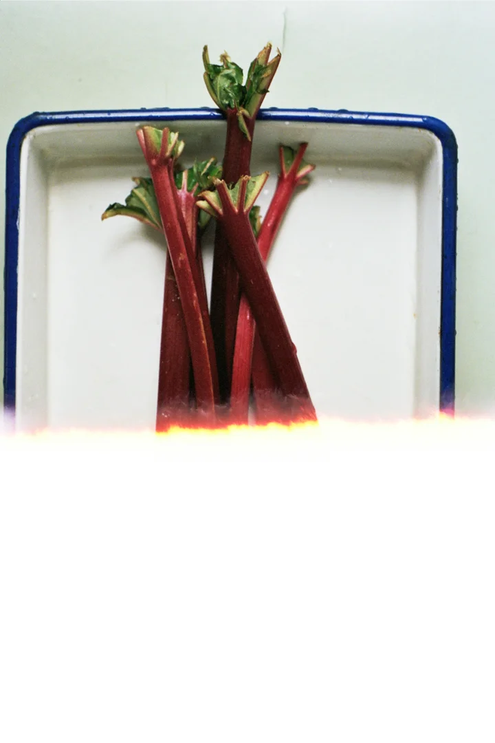 rhubarb (yossy arefi)
