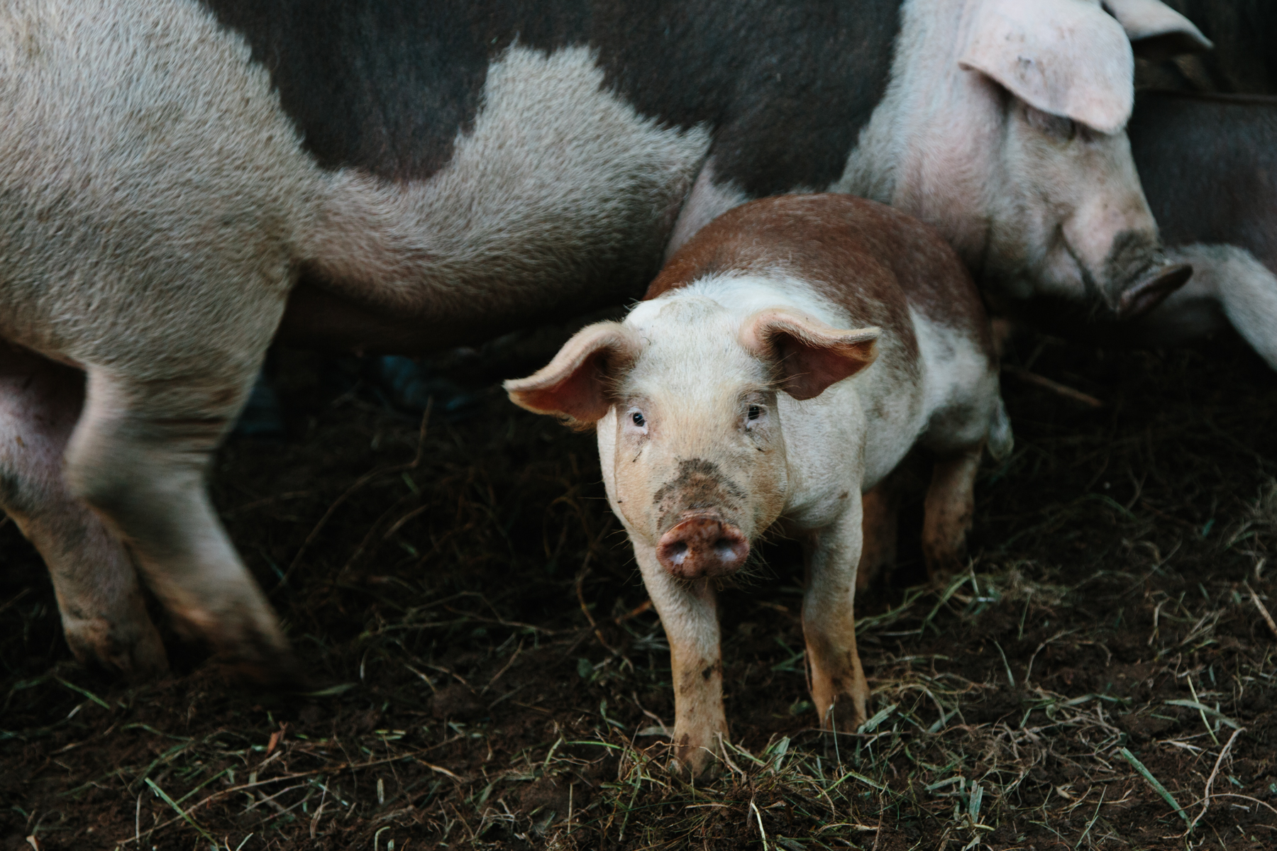 virginia | apt 2b baking co