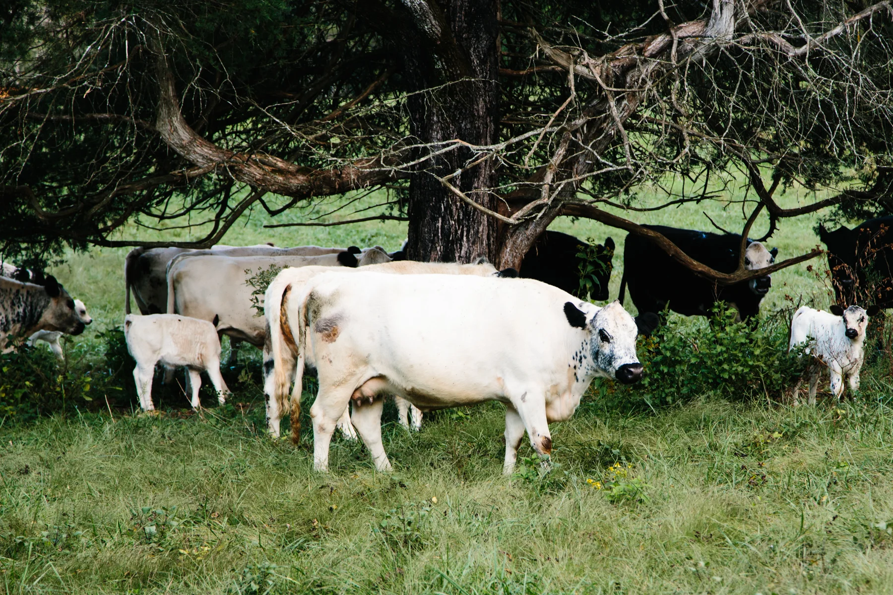 visit virginia | apt 2b baking co