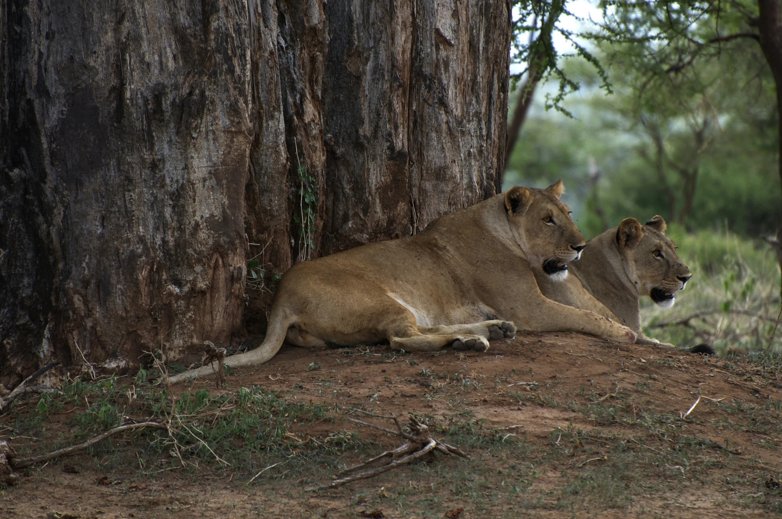 Lions.jpg
