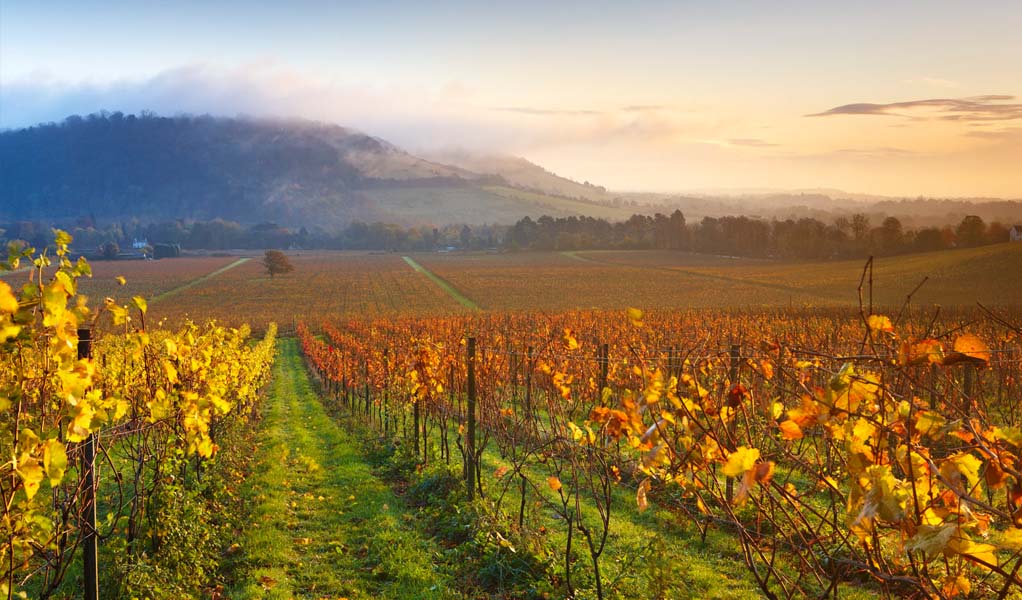 Written by Robbie Priddle (Image by HelenDixon of Denbies Vineyard