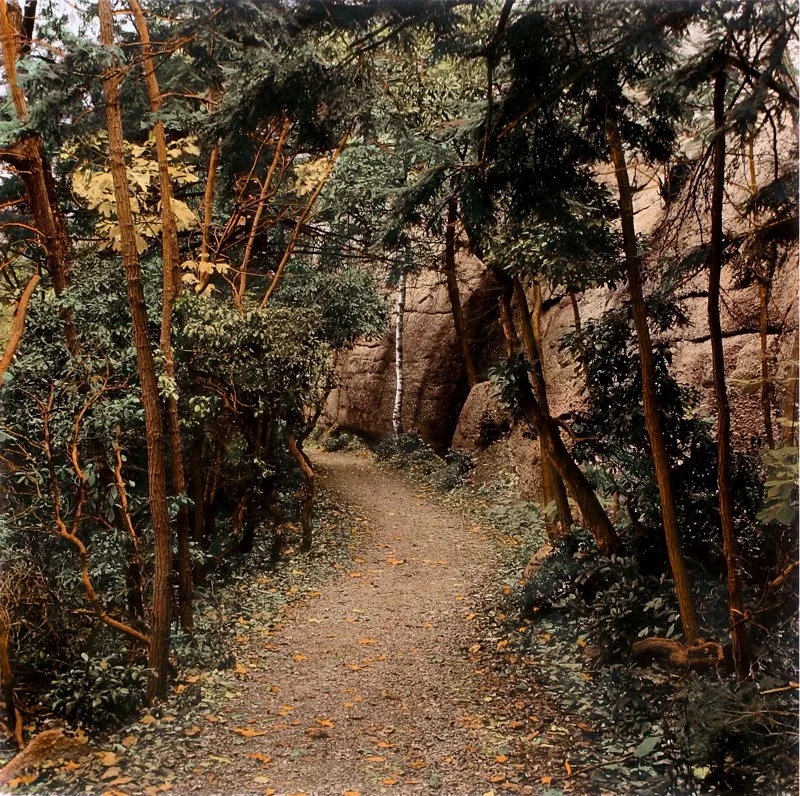 Lone Birch at Mohonk