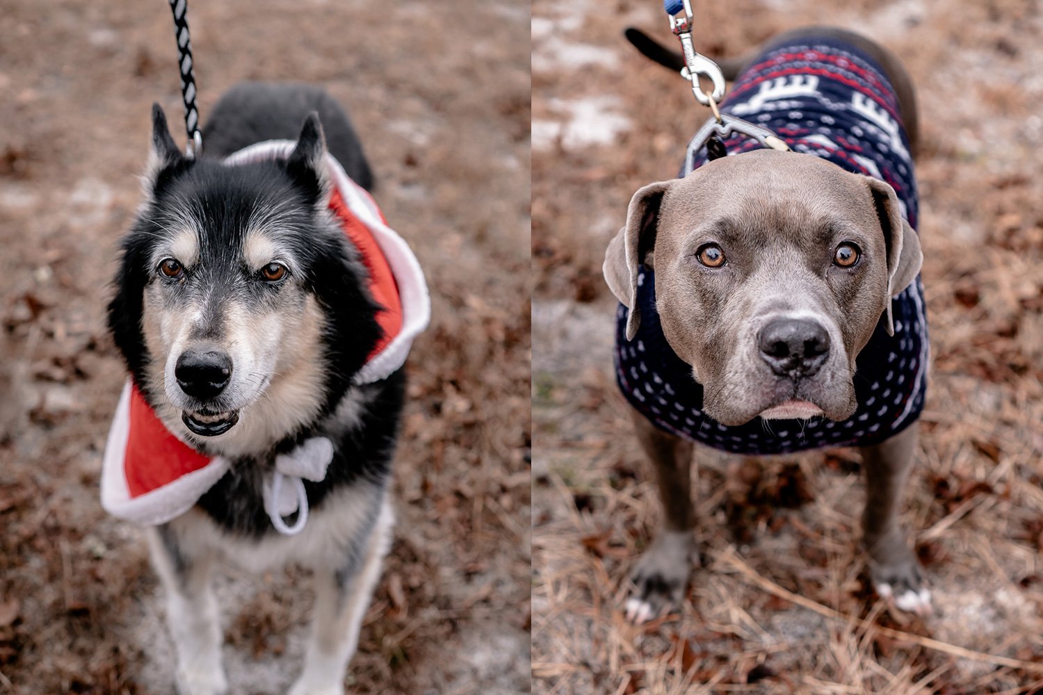 DSC04019_pups.jpg