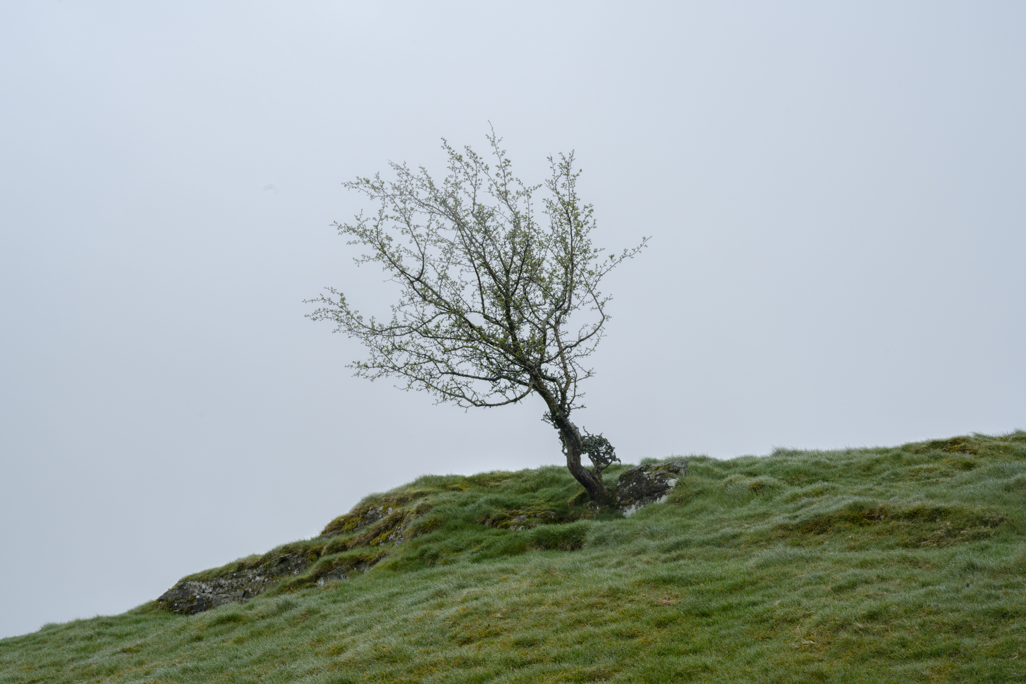 Tree_on_the_hill.jpg
