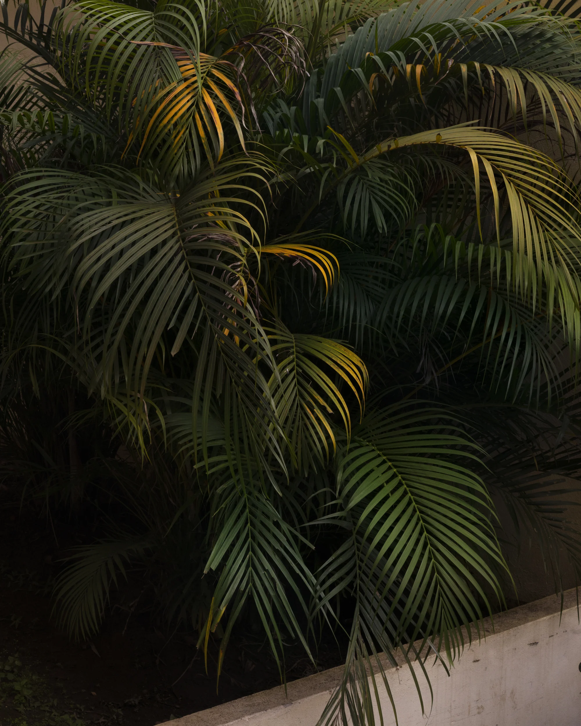 Overgrowth_Brazil.jpg