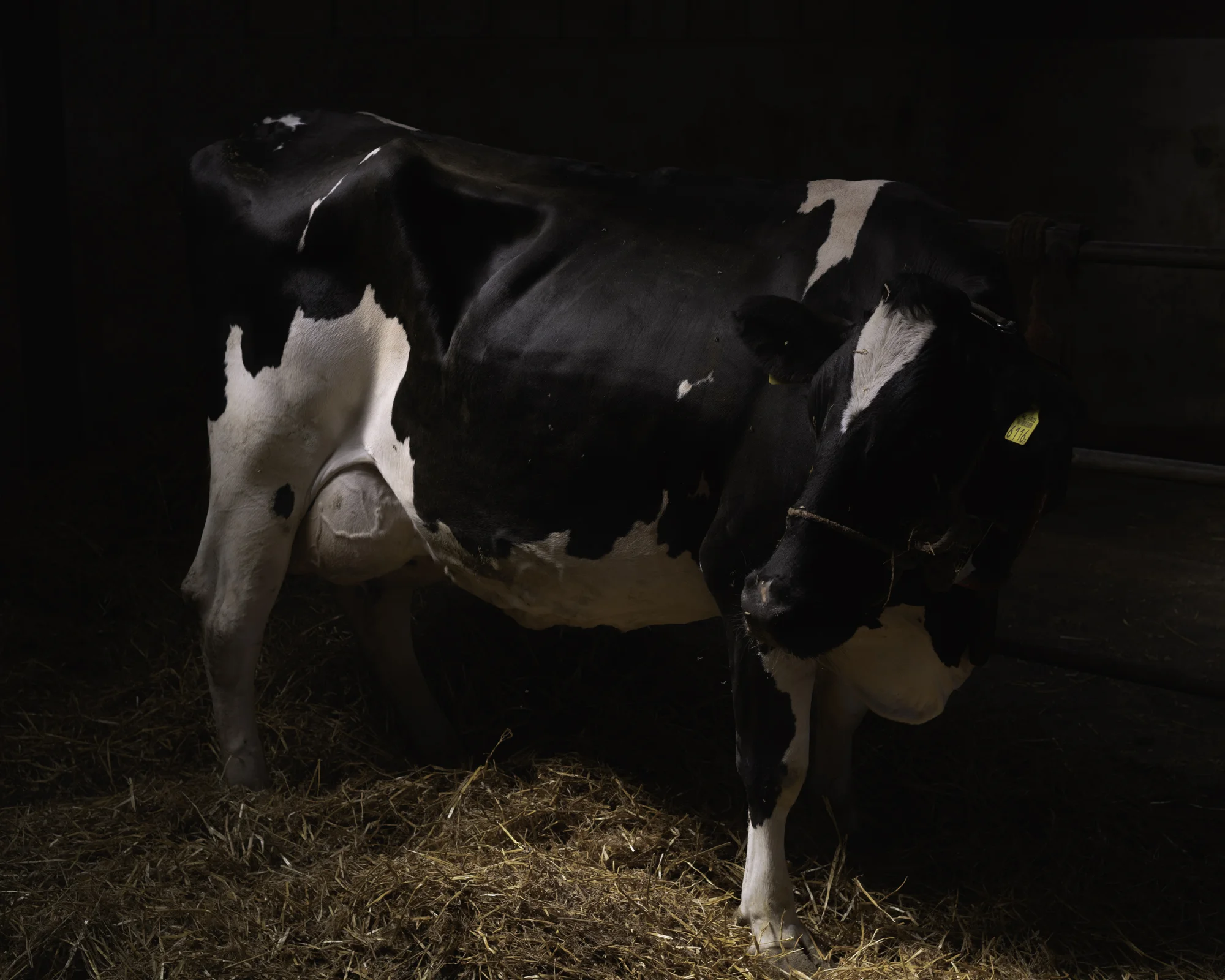 cow_In_Stable.jpg