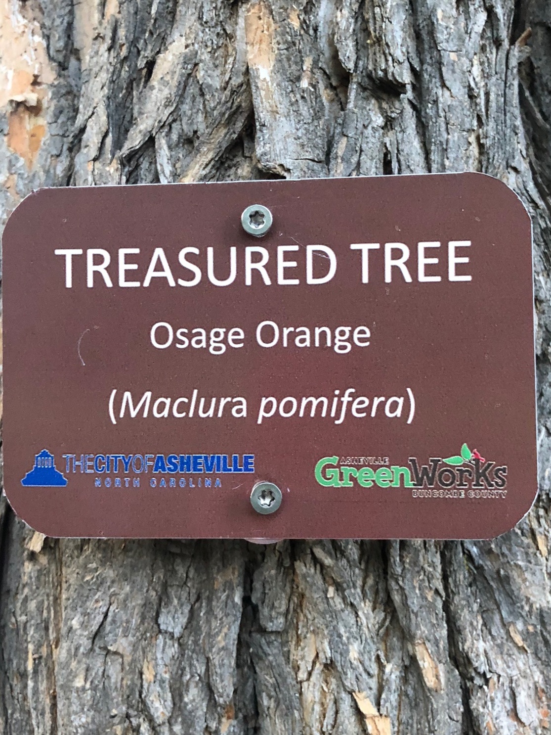 Treasured Tree 